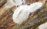 nature_website_11001049.jpg