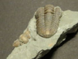 nature_website_11005069.jpg
