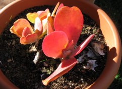 nature_website_11060003.jpg
