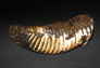 resize_w_mammoth_1a.jpg